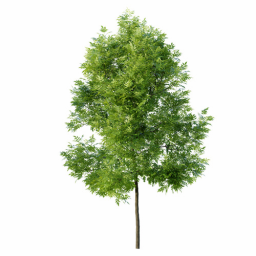 Fraxinus excelsior excelsior E spring summer
