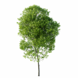 Fraxinus excelsior excelsior F spring summer