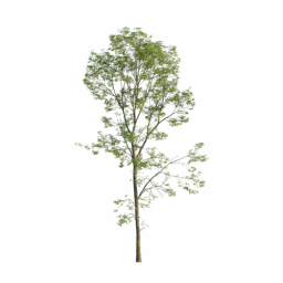 Fraxinus excelsior excelsior G spring summer