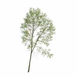Fraxinus excelsior excelsior H spring summer
