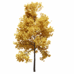 Fraxinus excelsior J autumn