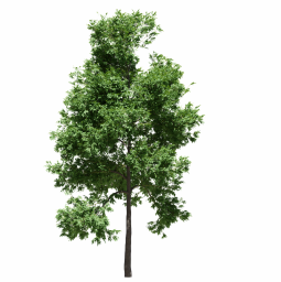Fraxinus excelsior J summer