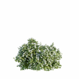 Philadelphus coronarius B spring summer