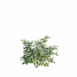 Philadelphus coronarius C spring summer