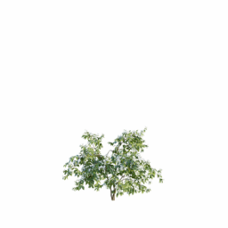 Philadelphus coronarius D spring summer