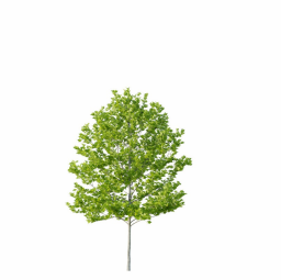 Platanus occidentalis B spring summer
