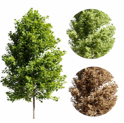 Platanus occidentalis B summer