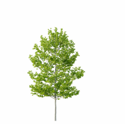 Platanus occidentalis C spring summer