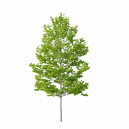 Platanus occidentalis D spring summer