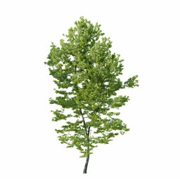 Platanus occidentalis F spring summer