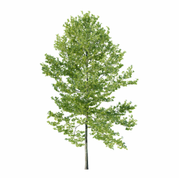 Platanus occidentalis G spring summer
