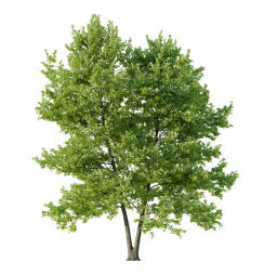 Platanus occidentalis H spring summer