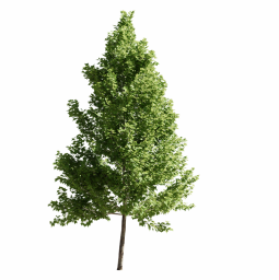 Platanus occidentalis I spring summer