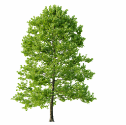 Platanus occidentalis K spring summer