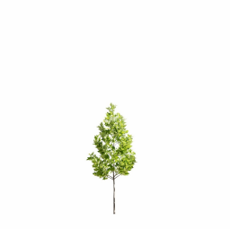 Platanus occidentalis L spring summer