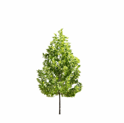 Platanus occidentalis M spring summer