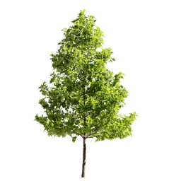 Platanus occidentalis N spring summer