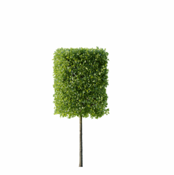 Platanus occidentalis O spring summer