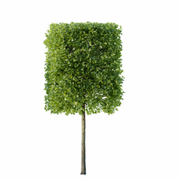 Platanus occidentalis P spring summer