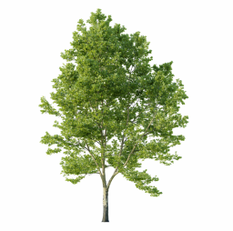 Platanus occidentalis Q spring summer