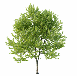 Platanus occidentalis R spring summer
