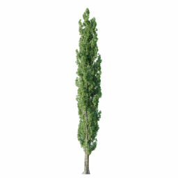 Populus nigra A spring summer