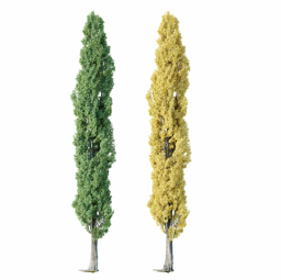 Populus nigra B spring summer