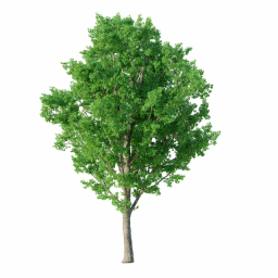 Populus nigra C spring summer