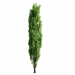 Populus nigra D spring summer