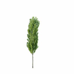 Populus nigra E spring summer