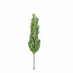 Populus nigra F spring summer