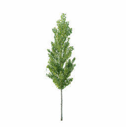 Populus nigra G spring summer
