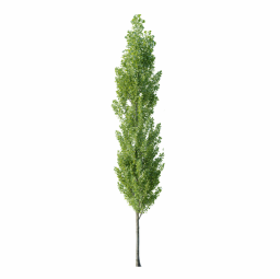 Populus nigra H spring summer