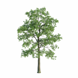 Quercus robur A spring summer