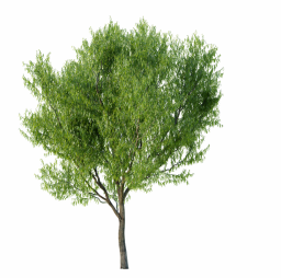 Salix matsudana A spring summer