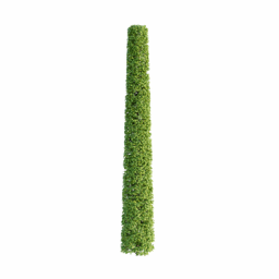 Carpinus betulus A spring summer