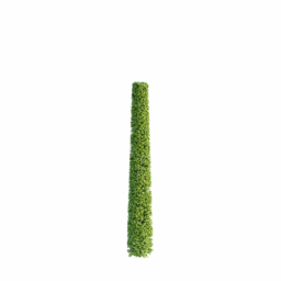 Carpinus betulus B spring summer