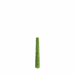 Carpinus betulus C spring summer