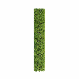Carpinus betulus D spring summer