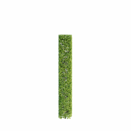 Carpinus betulus E spring summer