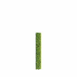 Carpinus betulus F spring summer