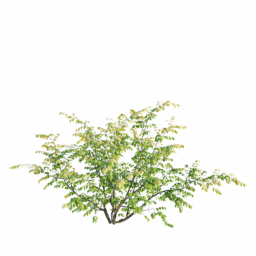 Euonymus europaeus A spring summer