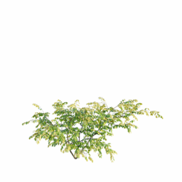 Euonymus europaeus B spring summer