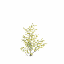 Euonymus europaeus C spring summer