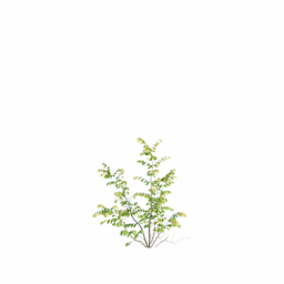 Euonymus europaeus D spring summer