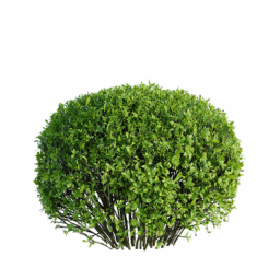 Ligustrum vulgare A spring summer