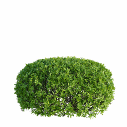Ligustrum vulgare B spring summer