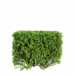 Ligustrum vulgare C spring summer