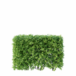 Ligustrum vulgare D spring summer