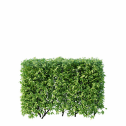 Ligustrum vulgare E spring summer
